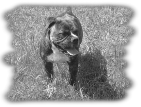 Leavitt Bulldog Olde Bulls' Charly - out of Gardencity's Hank and Highwoodbulls Mercedes - David Leavitts Olde English Bulldogge