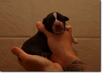 Leavitt Bulldog female, 1 day old