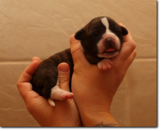 Leavitt Bulldog Female, 3 days old