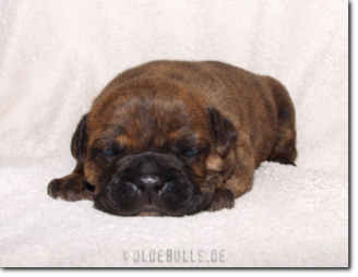 Leavitt Bulldog Olde Bulls' Barney, 2 weeks old. 