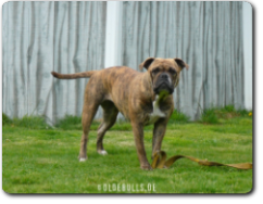 Olde Bulls' Peaches, 2 Jahre alt - 100% Leavitt Bulldog - David Leavitts Olde English Bulldogge