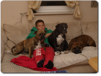 Leavitt Bulldogs im Alltag - perfekte Familienhunde