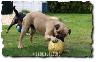Leavitt Bulldog Olde English Bulldogge mit Crazy Egg