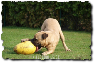 Olde English Bulldogge mit Crazy Egg