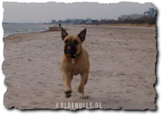 Olde English Bulldogge am Strand