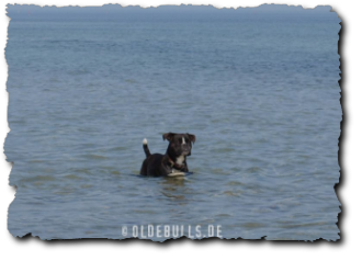 Leavitt Olde English Bulldogge im Wasser