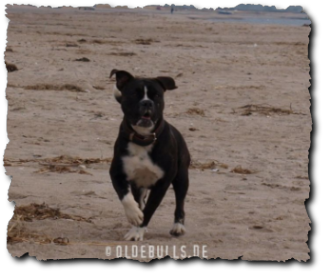Leavitt Olde English Bulldogge am Strand